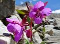 Showy Willow-Herb